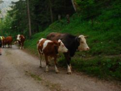 2013-07-20_Regina-F-Rau_Kochel-Rabenkopf (540).JPG